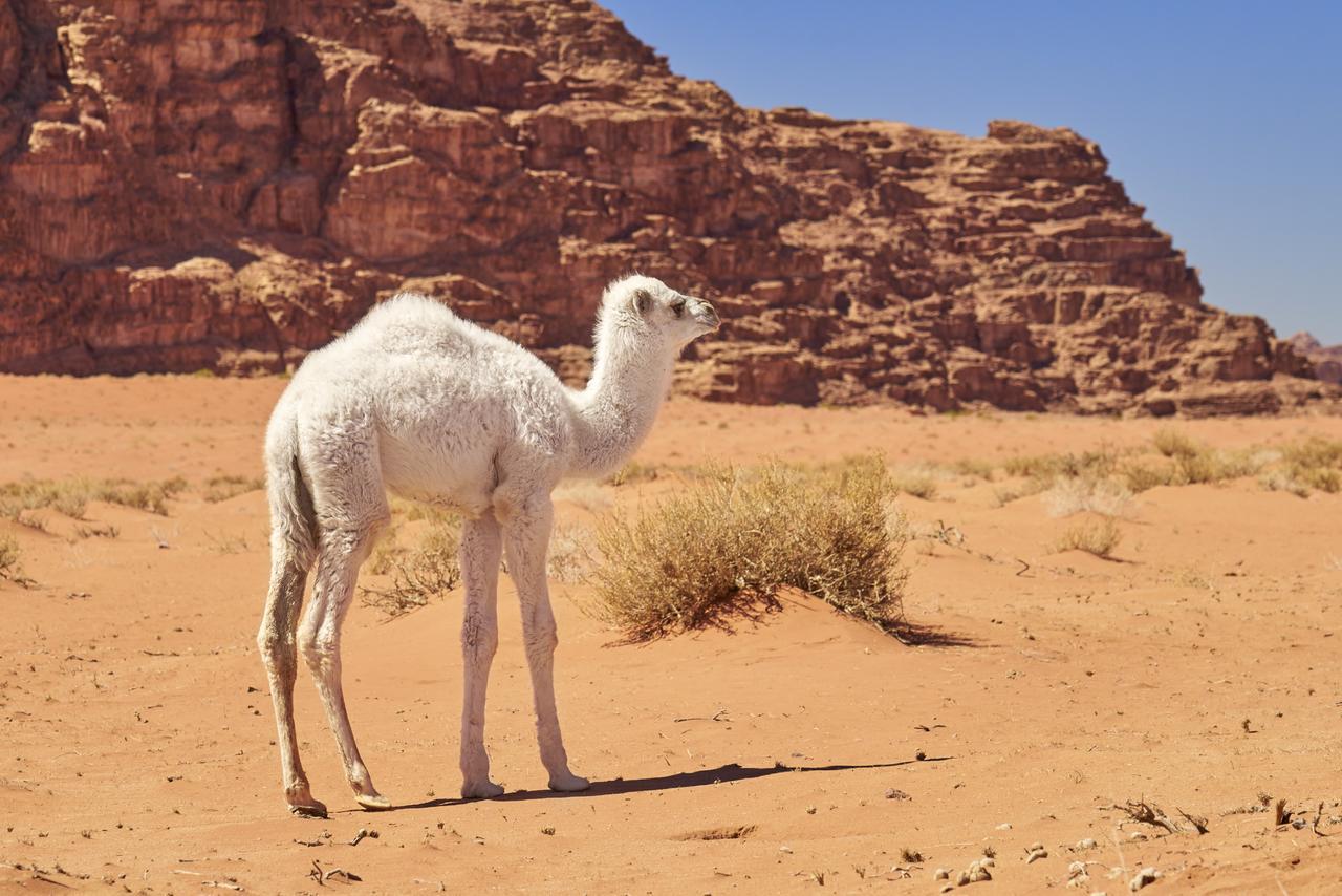 Wadi Rum Green Desert Kültér fotó